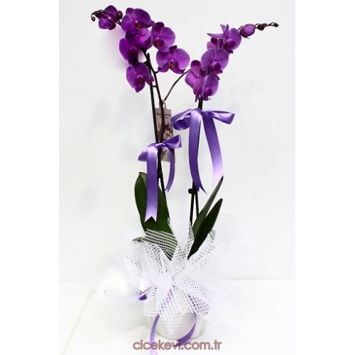 2DALLI-MOR-ORKİDE